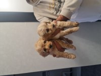Çok büyümeyen minyatür maltipoo minnaklarım