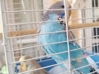 KONUŞTURMALIK ALIŞTIRMALIK A KALİTE ŞOV JUMBO KUŞLAR