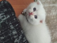 Efsane güzellikte şecereli babadan scottish fold bebekler