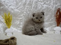 Dikkat Çekici Güzellikte Scottish Fold Yavrumuz