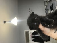 Scottish fold kediler