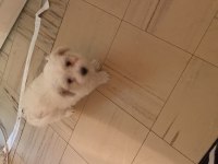 Maltese terrier