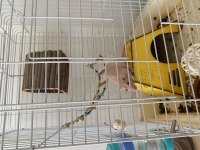 Naked Rattus