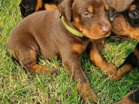 Üst Kalite Doberman Yavruları