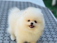 Safkan ayı surat pomeranian tüy yumaklarım yuva arıyor