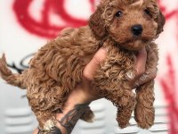 Toy Poodle Bebekler Orijinal Ev Doğumlu