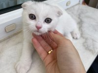 Beyaz Yavru Scottish Fold