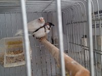 SON BİR ÇİFT DAMIZLIK BENGAL İSPİNOZUMU VERİYORUM