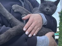 Rus Kedisi, Tarafımızca Kısırlaştırılacak