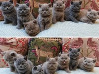 BRİTİSH SHORTHAİR YAVRULARI