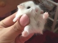 Suriye ve gonzales hamster yavrular