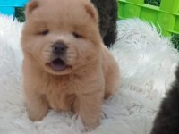 Teddy Bear Face Chow Chow Puppies