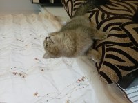 3 aylık tüm karma aşıları yapılmış ERKEK kedimiz