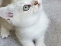 British shorthair dişi yavru