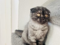 Son Sıfır Kulak Scottish Fold Yeni Yuvasına Hazırdır
