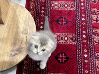 Scottish fold A kalite top kafa Golden Ay 11