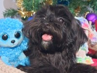 Poodle anne kore maltese baba orjinal Maltipoo