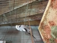 Jumbo, japones, çek muhabbet kuşu çiftler