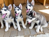 2 aylık husky yavrular