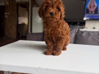 Orjinal Poodle Yavrumuz mex