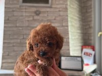 Toy Poodle Yavrularımız