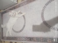 Ücretli Sahiplendirme 7 Aylık Ankara Kedisi