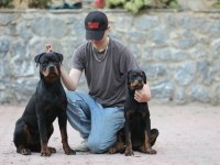 A şecereli 8 aylık dişi rottweiler