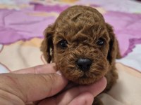 Orjinal yavru kore poodle