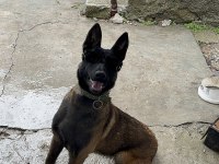 DİŞİ BELÇİKA KURDU KORUMA EĞİTİMLİ İTAAT EĞİTİM