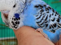 Dişi damızlık veya ele alıştırmalık jumbo muhabbet kuşlar