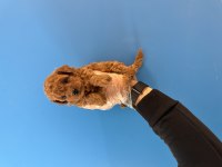 ORJİNAL TOY POODLE BEBEKLERİMİZ