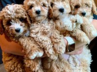 Maltipoo yavrularımız
