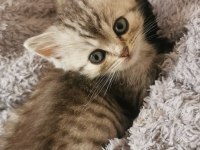 Merhaba anne british baba chinchilla yavruları var