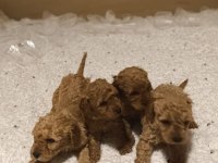 Toy Poodle Kore Teacup hepsi mevcuttur