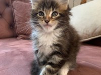 XXL MAİNE COON KEDİLER 7 HAFTALIK