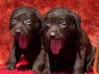 Labrador redriever sevimli yavrular