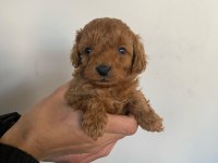 Tatlı toy poodle bebeklerim