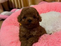 Ruhsatlı Köpek Çiftliğinden Toypoodle Yavrularımız