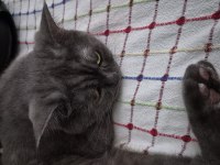 British shorthair 2 yaşında