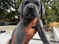 Şampiyon torunu Cane corso yavrularım