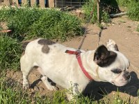 French Bulldog 2 Yaşında