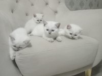 2 DİŞİ 2 ERKEK BRİTİSH SHORTHAİR POİNT