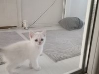 Scottish Minnaklarım