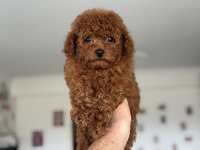 Show kalite tea cup kore poodle yavrumuz
