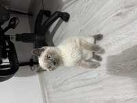 Kedimiz 3.5 aylıktır kendisi saf blue point