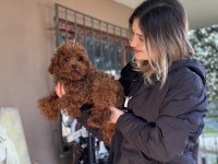 Toy poodle yavrular ruhsatlı üreticiden