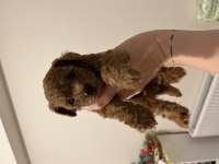 Toy poodle redbrown yavrular
