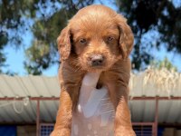 Maltipoo yavrularımız