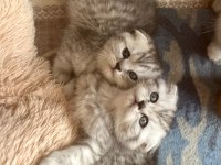 Ns 11 silver scottish fold bebeklerim