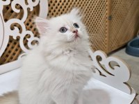 2 AYLIK BRİTİSH LONGHAİR YAVRULARIMIZ